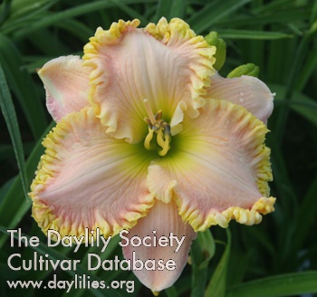 Daylily Heir to the Throne